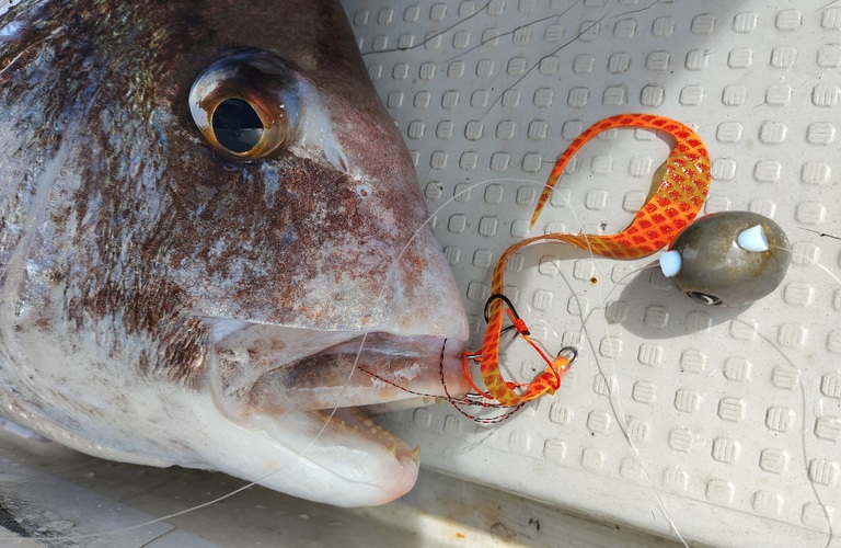 【アマダイ釣りに挑戦ハタや鬼カサゴも混じります | 静岡の釣り船ならプラネットマリン】