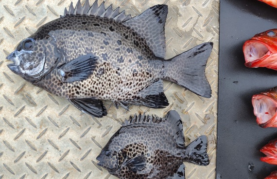 沖から磯釣り｜沖から磯の王者石鯛を釣る、イシガキダイ